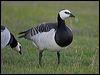 barnacle_goose_144010