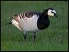 barnacle_goose_144015