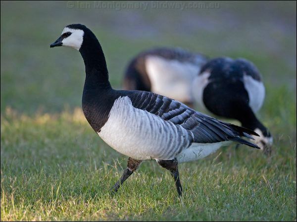 Barnacle Goose barnacle_goose_143995.psd