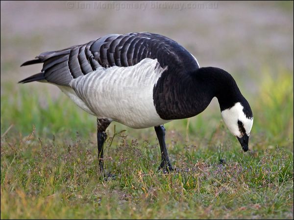 Barnacle Goose barnacle_goose_143998.psd
