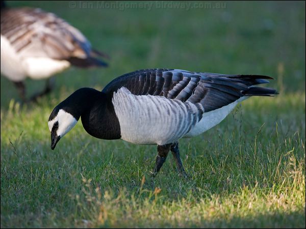 Barnacle Goose barnacle_goose_143999.psd