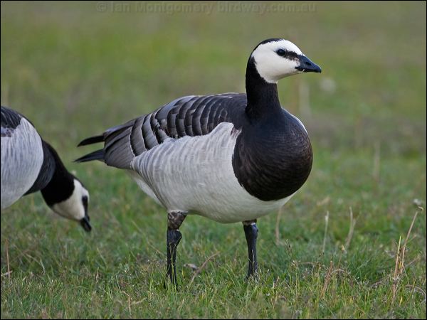 Barnacle Goose barnacle_goose_144010.psd