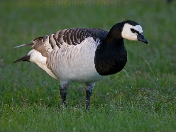 Barnacle Goose barnacle_goose_144015.psd