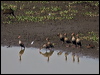 Click here to enter gallery of photos of Black-bellied Whistling-Duck