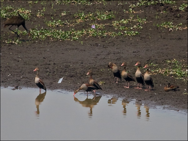 Black-bellied Whistling Duck blk_belly_whst_duck_206640.psd