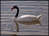 black_necked_swan_208181