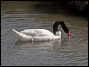 black_necked_swan_208192