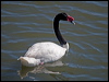 Click here to enter gallery and see photos of Black-necked Swan