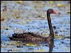 black_swan_116851