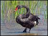 black_swan_152971