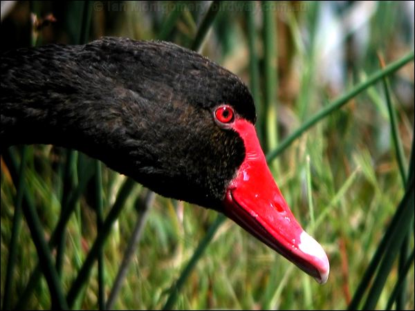 Black Swan black_swan_00973.psd