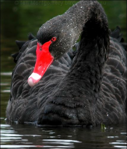 Black Swan black_swan_01012.psd