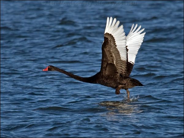 Black Swan black_swan_106364.psd
