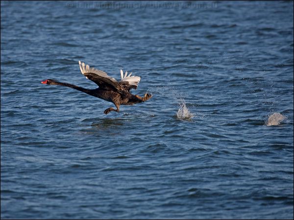 Black Swan black_swan_106382.psd