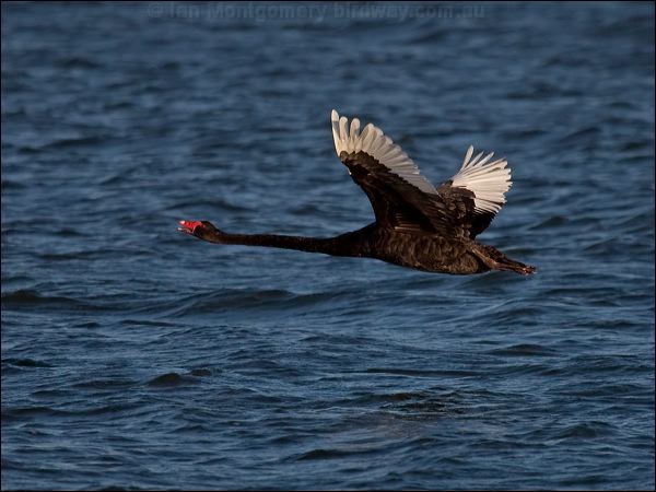 Black Swan black_swan_106393.psd