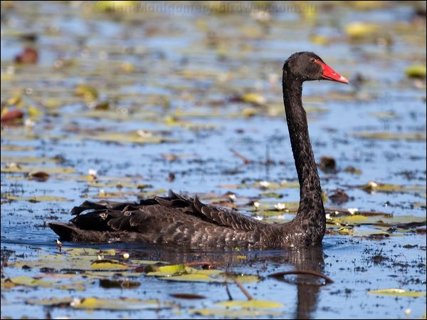 Black Swan black_swan_116851.psd