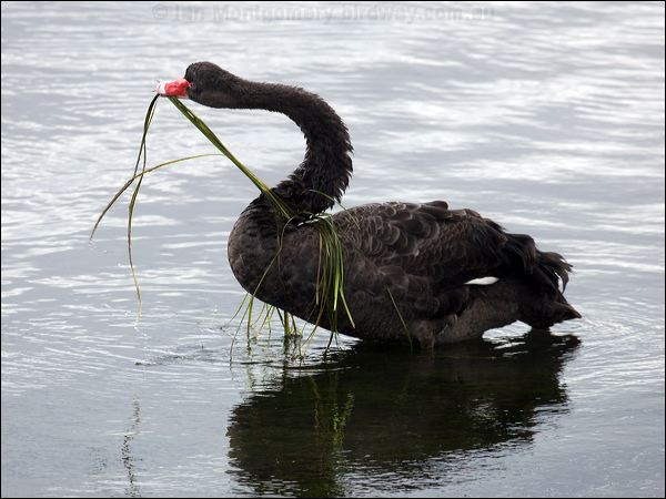 Black Swan black_swan_85609.psd