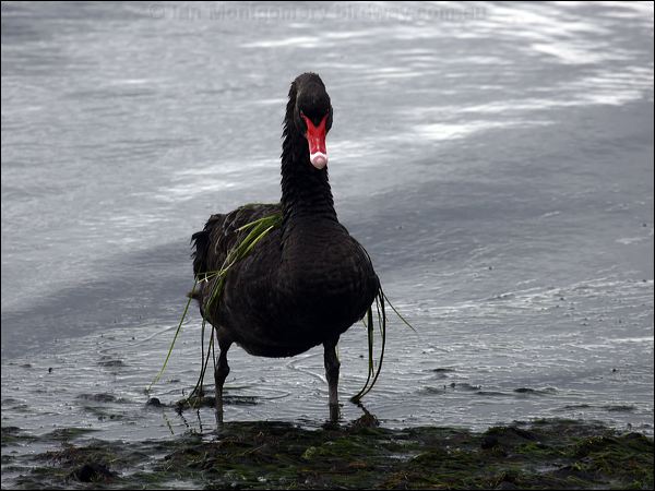 Black Swan black_swan_85618.psd