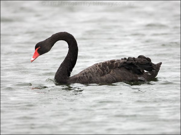 Black Swan black_swan_86366.psd
