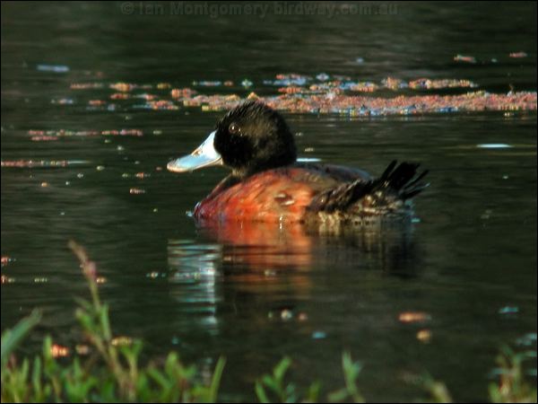 Blue-billed Duck blue_billed_duck_00485.jpg