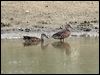 Click here to enter gallery and see photos of Blue-winged Teal