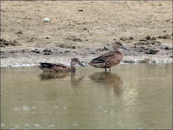 Blue-winged Teal blue_winged_teal_27386.jpg