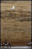 brant_goose_66824