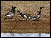 brant_goose_66836