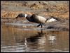 brant_goose_66884