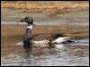 brant_goose_66890