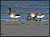 brent_goose_140471