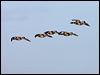 brent_goose_140479