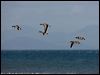 brent_goose_140480