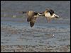 brent_goose_140481