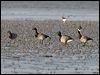 brent_goose_140484