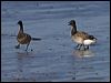 brent_goose_140487
