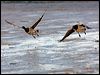 brent_goose_140489