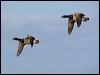 brent_goose_140490