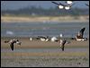 brent_goose_140492