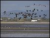 brent_goose_140493