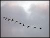 brent_goose_83632