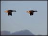brent_goose_84252