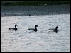 brent_goose_84271