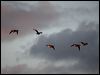 brent_goose_84277