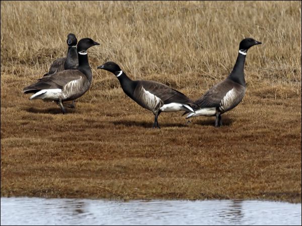 Brant/Brent Goose brant_goose_66836.psd