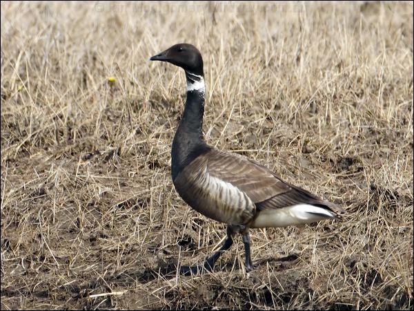 Brant/Brent Goose brant_goose_66881.psd