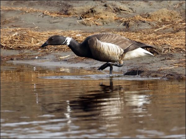 Brant/Brent Goose brant_goose_66884.psd