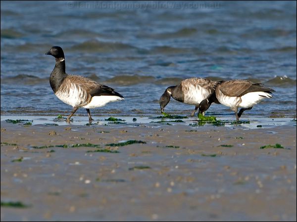 Brant/Brent Goose brent_goose_140471.psd