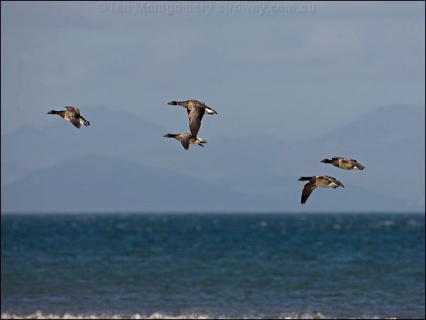 Brant/Brent Goose brent_goose_140480.psd