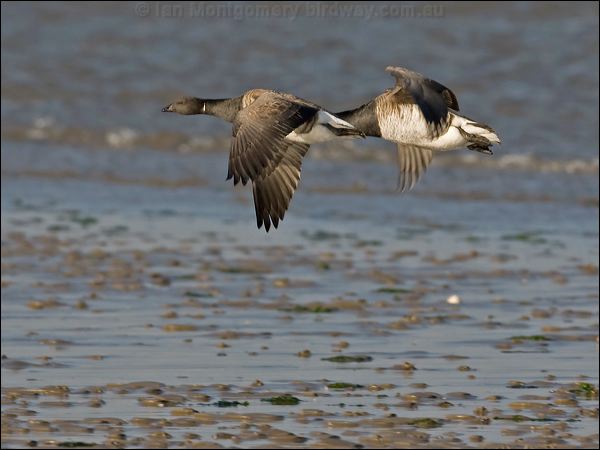 Brant/Brent Goose brent_goose_140481.psd